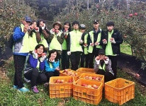 충북농촌사랑봉사단, 사과따기 구슬땀