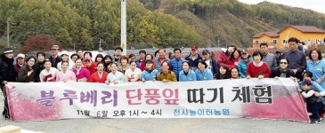 충주 엄정면 천사놀이터농원, 블루베리 단풍잎 따기