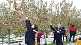 충주 달천동주민센터, 사과수확 일손 돕기