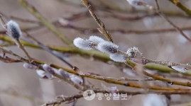 봄소식 머금은 버들강아지
