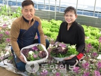 봄철 입맛 돋우는 친환경 쌈채소