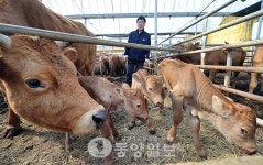 신기한 삼둥이 송아지 탄생