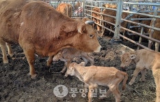 신기한 삼둥이 송아지 탄생