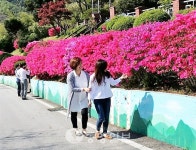 청양 곳곳에 영산홍 만발