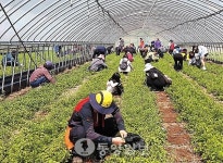 청양 구기자 순 따기 체험 호응