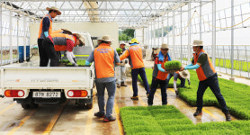 한전 중부건설본부, 청주 오창 가좌리서 모내기 봉사
