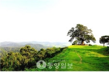 성흥산성 사랑나무 드라마 촬영지 각광