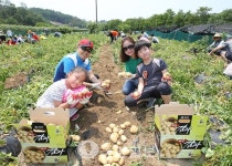 괴산 감자가 최고 7회 감물축제 성료