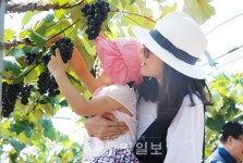 새콤달콤 영동포도 만날 준비 끝