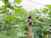 부여군 굿뜨래 8미→10미 확대