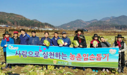 농협청주시지부·농협자산관리충북지사 배추 수확 일손 돕기