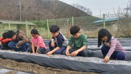 미원초 금관분교 오늘은 감자 심는 날
