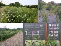 공주시 무궁화 동산은 잡초 공원
