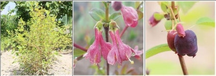 충북산림환경연구소 댕댕이나무 해아람 신품종 등록