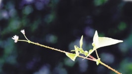 생태사진작가 조유성의 앵글(63) 며느리밑씻개