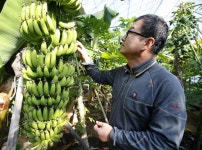 태안 농장에 바나나가 주렁주렁