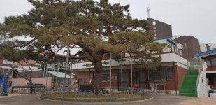 청주시 봉명2송정동 주민, 경로당 봉황송 생육 걸림돌 주장