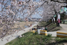 영동천변 벚꽃문화제 개막…영동문화원 올해 처음 시작
