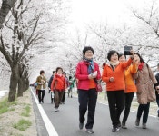 충주 봉방동 하방마을 벚꽃 길 걷기 행사