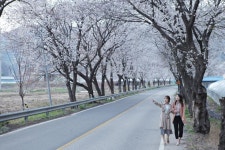 [포토]영동 양산 호탄리 도로변 벚꽃 절정