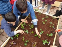 아산 금성초 텃밭 작물 심기..
