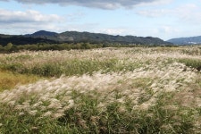 충주 비내섬 습지보호구역 지정 추진