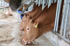 공주시 알밤한우 풍미 향상 탁월
