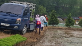 충북 특임자회 모내기 일손돕기