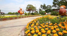 충주시, 화려한 여름 준비 꽃길 조성 나서