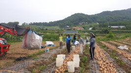 아산시 영인면, 양파농가 농촌일손돕기에 구슬땀