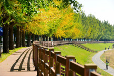아산시 곡교천 은행나무길, 가을 비대면 관광지 100선 선정