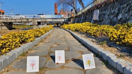충주천변, 국화꽃 향기로 코로나 블루 치유