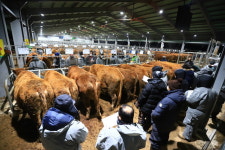 공주시 소띠 해 첫 우시장... 추억을 탐하다