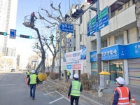 새단장,  청주 하는 가로수