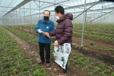 잔대싹 수확 판매로 고소득 올린다.