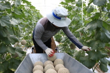 청양군 멜론 바이러스 황색경보