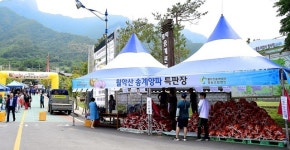 제천시, 월악산 송계 양파 직거래 장터 운영