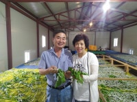 막잠 잔 누에 수확으로 분주한 주오누이 농장