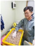 강소농을 꿈꾼다(112)/ 굼벵이 사육으로 미래 식용곤충산업 준비해요