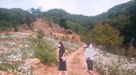 대청호 인근 산자락 하얀 구절초 만개…20일 절정
