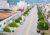 단양군, 명물 버섯모양 가로수 복자기 보호 나선다.