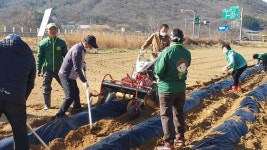 영동 추풍령면 새마을협의회, 사랑의 옥수수 심기