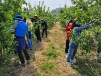 당진 송악읍행정복지센터, 일손부족한 농촌 돕기 나서