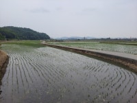 아산시장 선거 시작과 끝 오세현 민주당 후보 부인의 토지 수십억원 차익 풍기역 지구 셀프개발 의혹, 모든 공약과  이슈 안먹혀.. 두 후보... 