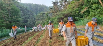 보은군 보은읍 남성의용소방대, 감자농장 일손봉사