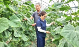청주 강내농협, 이병용.조경남씨 부부 전국최고 오이명장 등극