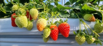 하나농장 장성순 대표, 스테비아농법으로 당도 높은 딸기 생산 주력