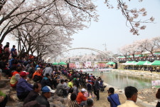박범인 금산군수, 금산천 벚꽃축제 개선 방안 마련 강조