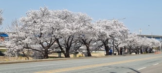 동양일보 신년특집 청주의 미래유산/ 10. 무심천 벚꽃길