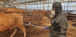 청주 한우농장 4곳서 구제역 발생